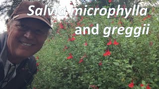 Salvia microphylla  and greggii together - which is better?