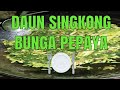 Gak Ada Bosennya ! Menu Masakan Sederhana Sehari-Hari, Masak Hemat enak !! Tumis daun singkong