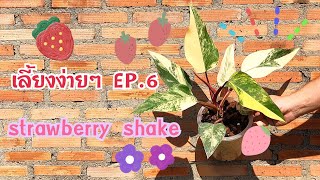 เลี้ยงง่ายๆEP.6 | Philodendron Strawberry Shake หรือ Red Emerald สายด่างหวานที่เลี้ยงง่ายมาก