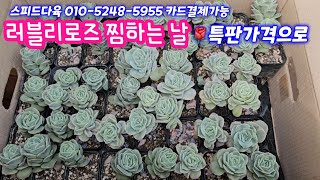 25.2.14 🌹러블리로즈 특가로 찜하는 날🌹담홍군생  실큐군생 엔시노철화 파트리크군생🌹 스피드다육 010-5248-5955 전국택배가능 유료광고포함