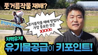 친환경 벼 재배기술 (7-2편) -풋거름 작물 재배 방법 및 주의할 점_헤어리베치-