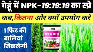 गेहूं में Npk 19:19:19 का स्प्रे | Npk 19:19:19 Fertilizer | Gehu me kalle kaise badhaye |