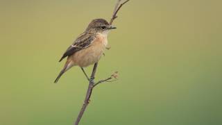 ♪鳥くん野鳥動画（ThaiタイDLo20171226ノビタキEurasianStonechat101A7024