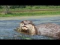 Wetlands Have Real Important Jobs To Do Music Video