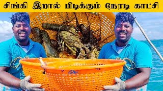 நடுக்கடலில் சிங்கி இறால் பிடிக்கும் நேரடி காட்சி | சிங்கி வேட்டை பாகம் 2