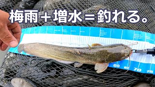 [２０２１年７月]梅雨の増水ド茶濁りナマズ＆シーバス釣行。帰り道で○の亡骸が…catfish fishing