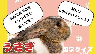 【あなたはできる？】明日話したくなるうさぎの雑学クイズ