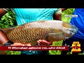 ஓடையில் சிக்கிய 10 கிலோ கெண்டை மீன்கள் ranipet fish