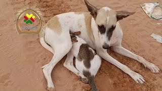 كلبة تتبنى قطة غريب 💙 dog breastfeeding cat