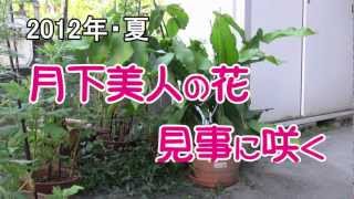 2012年・夏「月下美人」の花が見事に咲く.mpg