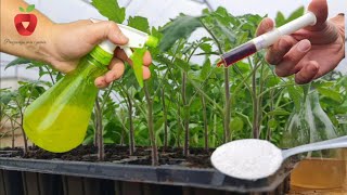 Forget chemistry! These 8 natural ingredients save seedlings from disease!