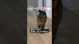 追いかけてくる猫逮捕