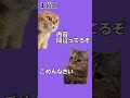 とある底辺youtuberの一週間【猫ミーム】 shorts 猫マニ 猫meme