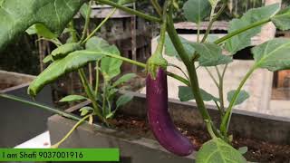 Roof Garden, Vegitables Farming New Idea