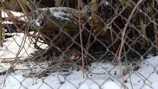 The striped field mouse (Apodemus agrarius) / Svītrainā klaidoņpele