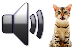 Cat Meowing - Sound Effect - Download