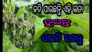 ଜଦି ପାଉଛନ୍ତି ଏହି ଲତା ତୁରନ୍ତ ସାଇତି ରଖନ୍ତୁ