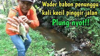 Spot terabaikan,sungai kecil pinggir jalan ternyata sarang nya ikan wader babon !! plung nyot