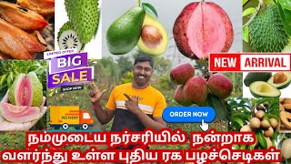 நம்முடைய நர்சரியில் நன்றாக வளர்ந்துள்ள புதிய ரக பழச்செடிகள் -அவகோடா ,முள்சீத்தா, கொய்யா, சப்போட்டா