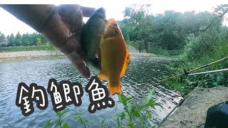 老 k 日常)台中新社小路露營區釣鯽魚