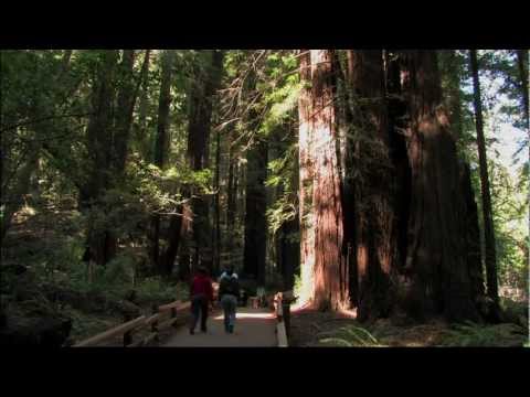 Muir Woods National Monument Tour ~ HD Muir Woods National Monument Tour ~ HD