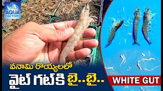 White Gut in Vannamei Shrimp | White Gut Disease | How to control White Gut | Aqua Factory