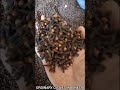 Ordinary Cloves Offer - Indonesia