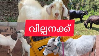 വില്പനക്ക് | കന്നുകാലികളും ആടുകളും