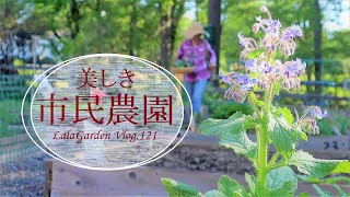 【ガーデニング】美しき市民農園・Vlog.121・夏野菜の植え付け・西洋ワサビ・ハンドメイド作家のアメリカ暮らし・