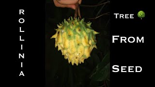 How to grow Rollinia tree 🌳 from seeds