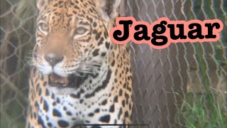 Jaguar’s voice 🐆 ジャガーの泣き声　Los angels zoo