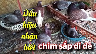 Những dấu hiệu nhận biết chim bồ câu sắp đi đẻ - Signs that pigeons are about to give birth