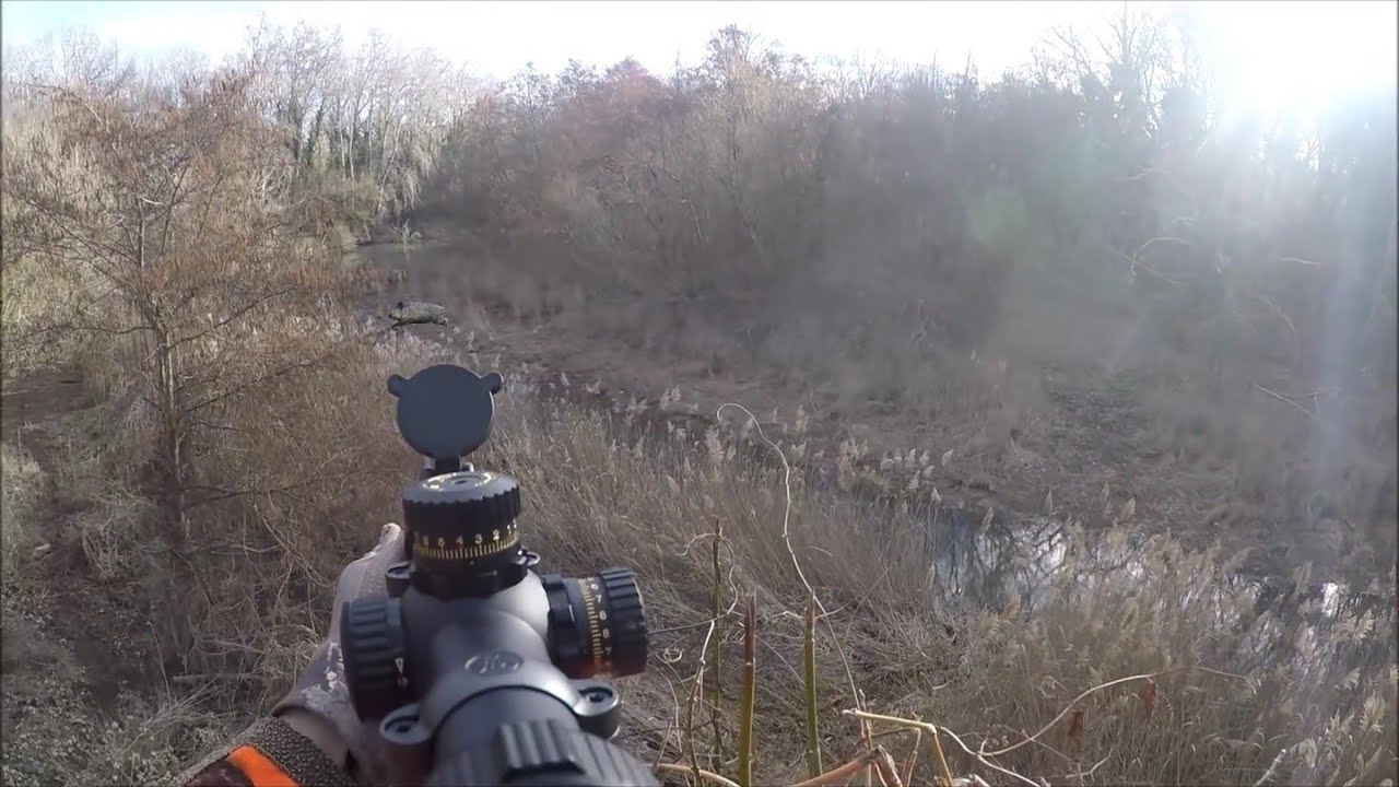 Chasse Aux Sanglier Dans Le GARD En Battue : Une Magnifique Matinée Au ...