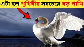 পৃথিবীর সবচেয়ে বড় দানবীয় ১০টি পাখি 🔥The 10 largest monstrous birds in the world 🔥