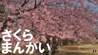 桜まんかい　鹿嶋城山公園　茨城県鹿嶋市