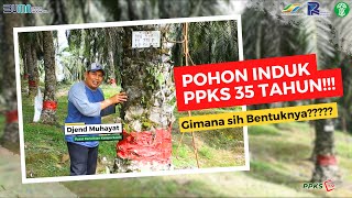 Berapa Tahun Umur Pohon Induk Tertua di PPKS??