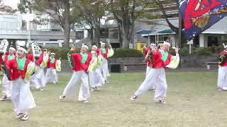 よさこい鳴子連 今日一屋◇第20回四日市よさこい祭り/2024/11/17（市営駐車場会場）