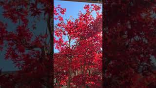 Momiji behind my apt.                       #fallseason #momiji