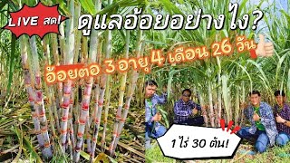 🔴LIVEสด! อ้อยตอ3 อายุ 4 เดือน 26วัน ผู้จัดการมัน