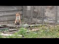 浜に棲むキツネの家族 fox living in the beach