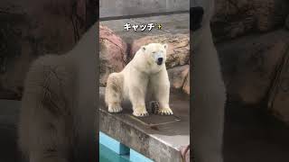 男鹿で、黄昏るモモちゃん🩷🐻‍❄️🐾2024年10月18日#男鹿水族館gao #ホッキョクグマ #polarbear