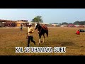 brahampur horse fair running of all horses from the field