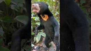 #cute black bear#cute #youtube #funny #foryou