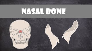 Nasal Bone | Anatomy