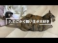 優しい人に育てられた猫だけが見せる行動