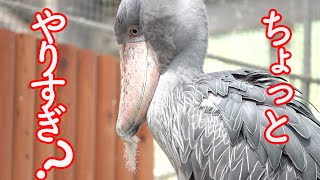 【けっこう激しい】ハシビロコウふたばちゃんの羽づくろい!【夏のふたば4】Shoebill FUTABA 2022 summer-4　掛川花鳥園のハシビロコウふたば、公開6周年!