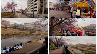 Yokohama/Walk/Retouched 駅から散歩 戸塚駅 柏尾川 桜まつり 屋台 2024/3/24