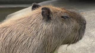 カピバラ (市原ぞうの国) 2018年8月4日