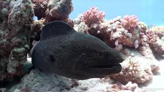 Effects on Human Brain - Scuba Diving - Cody Dunne