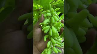 super sonaka grapes plot #agriculture #agrishorts